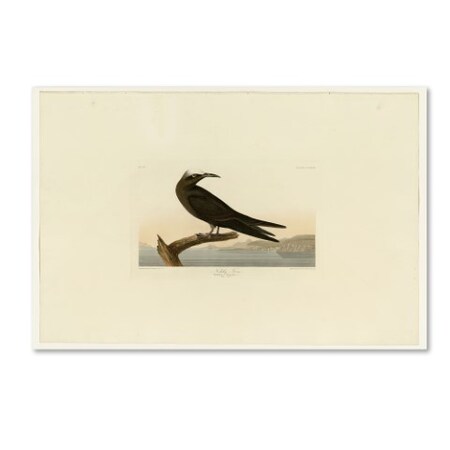Trademark Fine Art Audubon 'Noddy Ternplate 275' Canvas Art, 30x47 AA00037-C3047GG